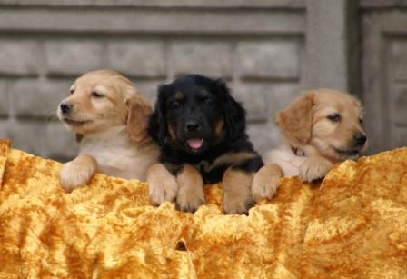 od lewej Gratina, Goran, Ginger