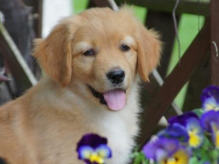 Gorky