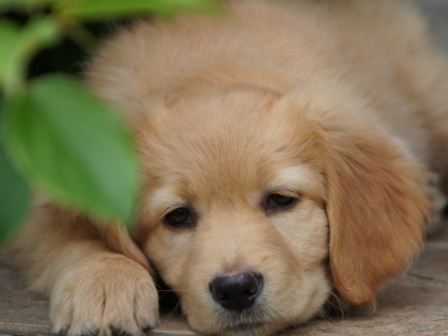 Ginger