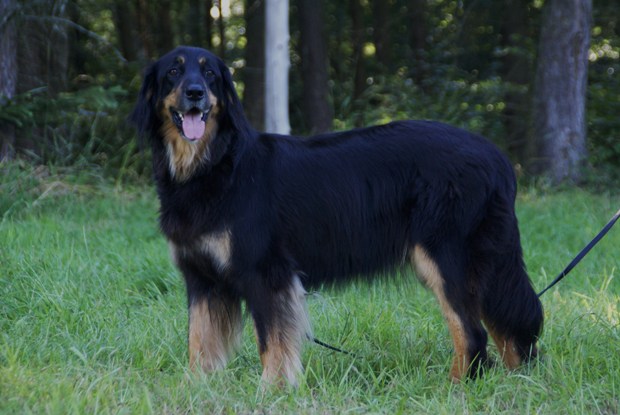 Hendi