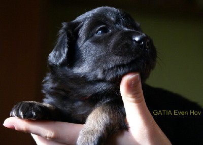 miot "G" miot "G"