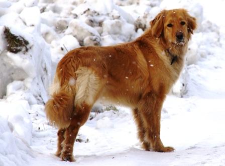 Ginger zimą