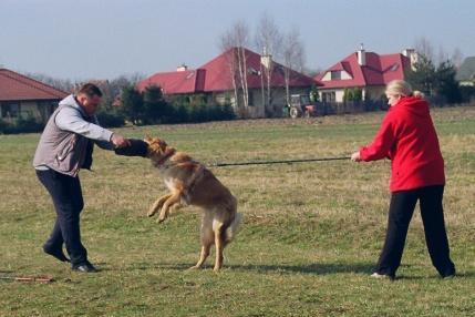 Goldi zajęcia z  obrony