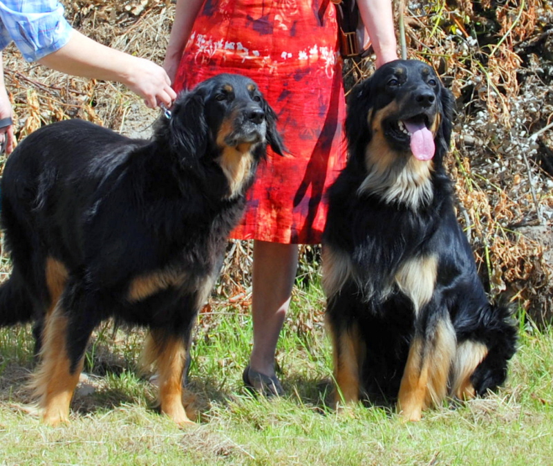 Gordon i Dina Gordon i Dina