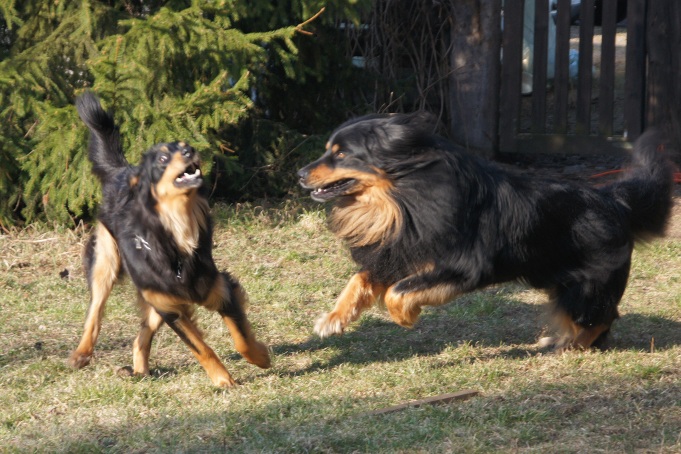 Szczenięta hovawart 2019 Szczeniaki hovawart 2019