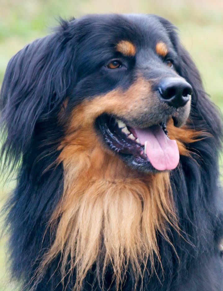 SHIRO Casariae'hov