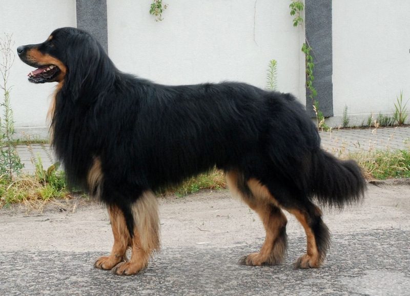 Szczenięta hovawart 2019 Szczeniaki hovawart 2019