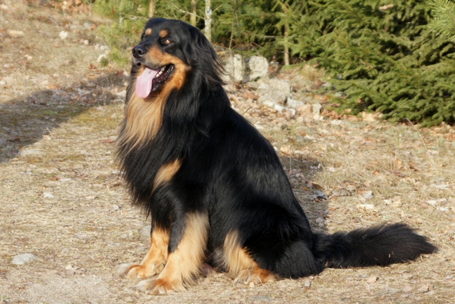 Szczenięta hovawart 2019 Szczeniaki hovawart 2019