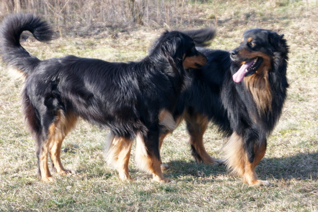 Szczenięta hovawart 2019 Szczeniaki hovawart 2019