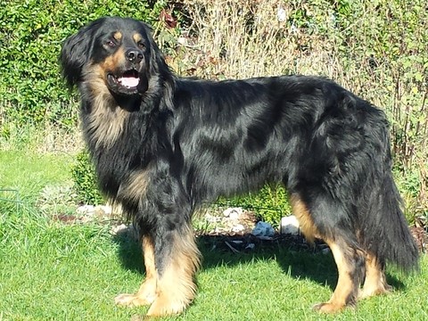 BRIX VON DEN KURPFALZJÄGERN