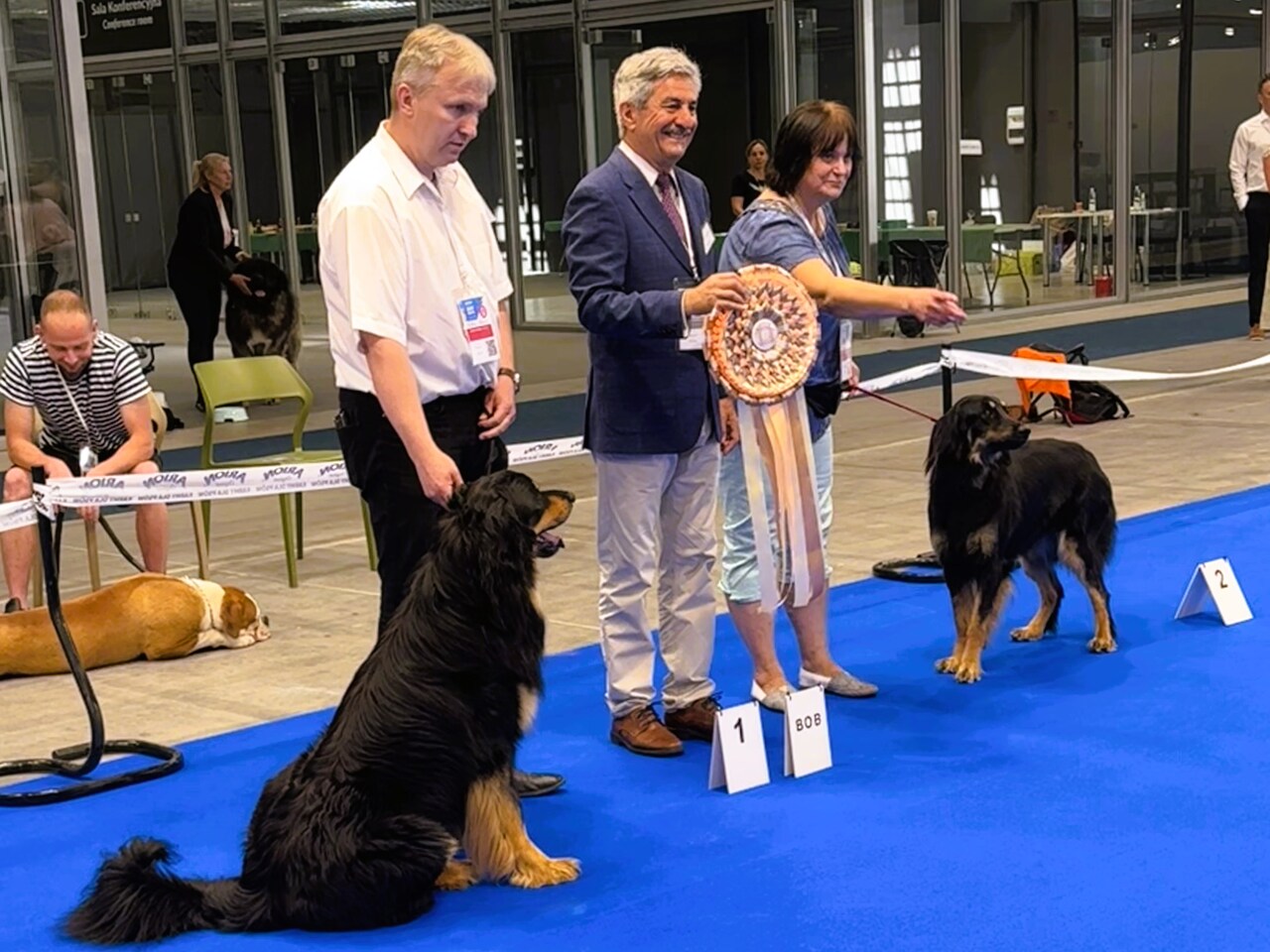 Korina na Klubowej Wystawie Molosów